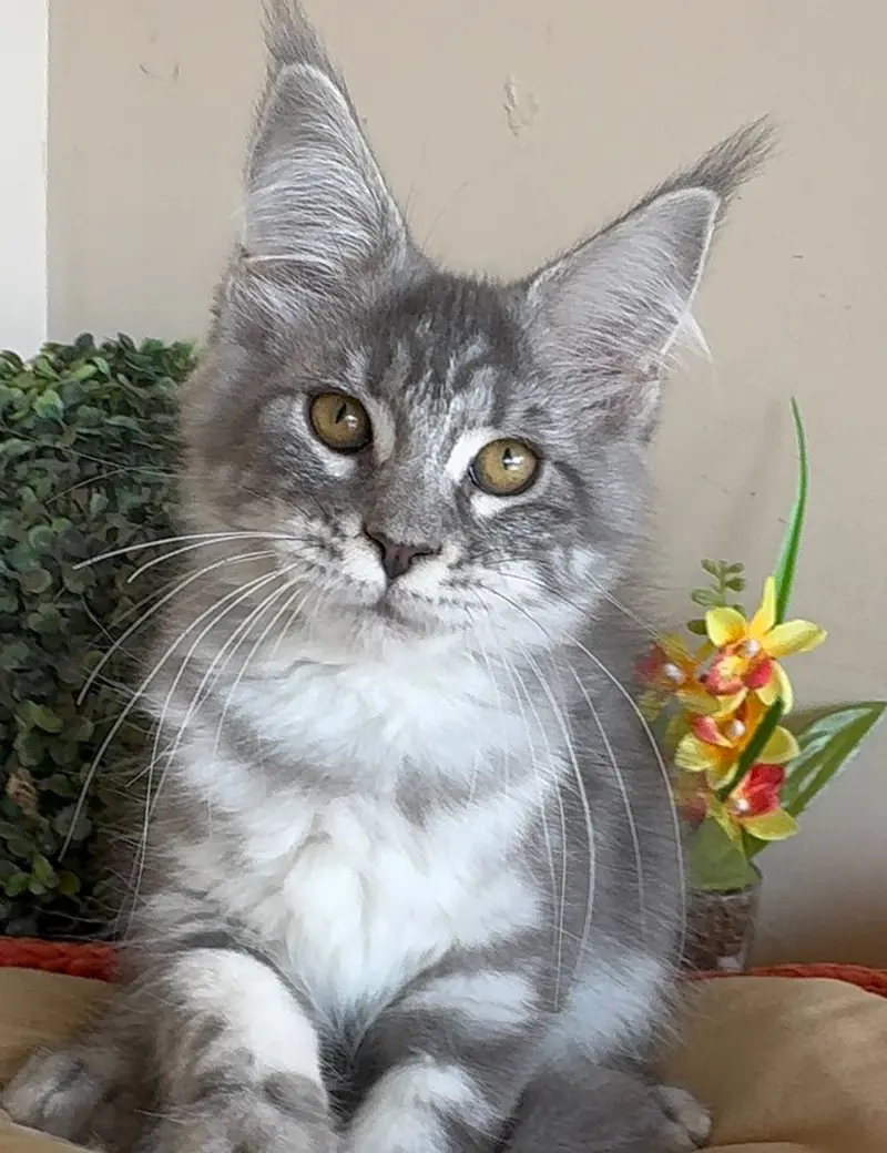 Por que escolher um Maine Coon Blue Tabby? - Gatil Paradise Coons