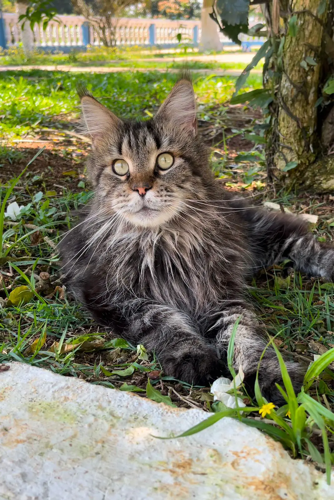 Maine Coon
