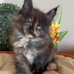 O Maine Coon Black Tortie, também conhecido como "Black Tortoiseshell", é uma das variações mais fascinantes dessa raça. Sua pelagem é um espetáculo de cores com uma mistura única de preto, vermelho (ou tons alaranjados) e dourado, criando um padrão marmorizado que é sempre único para cada gato.