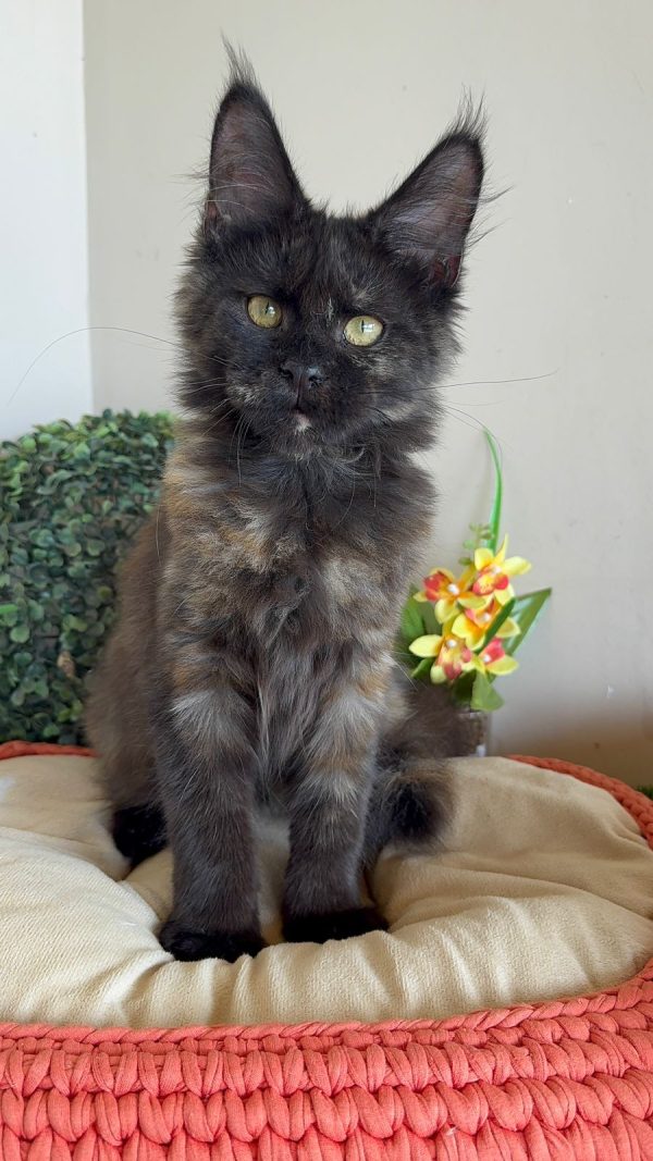 O Maine Coon Black Tortie é um verdadeiro presente da natureza, combinando cores vibrantes, porte majestoso e uma personalidade adorável. Para quem procura um gato único e encantador, essa é uma escolha incrível!