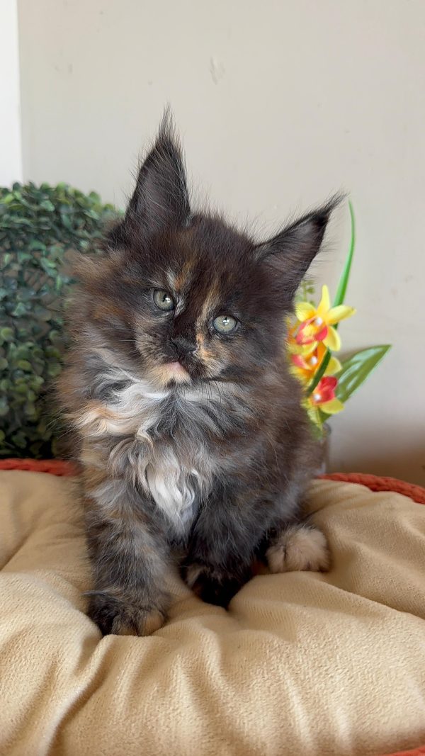 O Maine Coon Black Tortie, também conhecido como "Black Tortoiseshell", é uma das variações mais fascinantes dessa raça. Sua pelagem é um espetáculo de cores com uma mistura única de preto, vermelho (ou tons alaranjados) e dourado, criando um padrão marmorizado que é sempre único para cada gato.