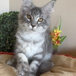 O Maine Coon Blue Tabby é uma das colorações mais encantadoras e populares dessa raça majestosa. Com sua pelagem azulada (cinza-azulado) adornada por listras tabby (padrões tigrados ou marmorizados), ele é um verdadeiro destaque, tanto por sua aparência quanto por sua personalidade cativante.