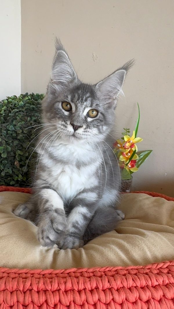 O Maine Coon Blue Tabby é uma das colorações mais encantadoras e populares dessa raça majestosa. Com sua pelagem azulada (cinza-azulado) adornada por listras tabby (padrões tigrados ou marmorizados), ele é um verdadeiro destaque, tanto por sua aparência quanto por sua personalidade cativante.