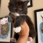 O Maine Coon Black & White é uma das variações mais elegantes e encantadoras dessa raça. Sua pelagem combina o clássico preto intenso com detalhes brancos que criam um contraste impressionante e único, destacando ainda mais a majestade desse gigante gentil.