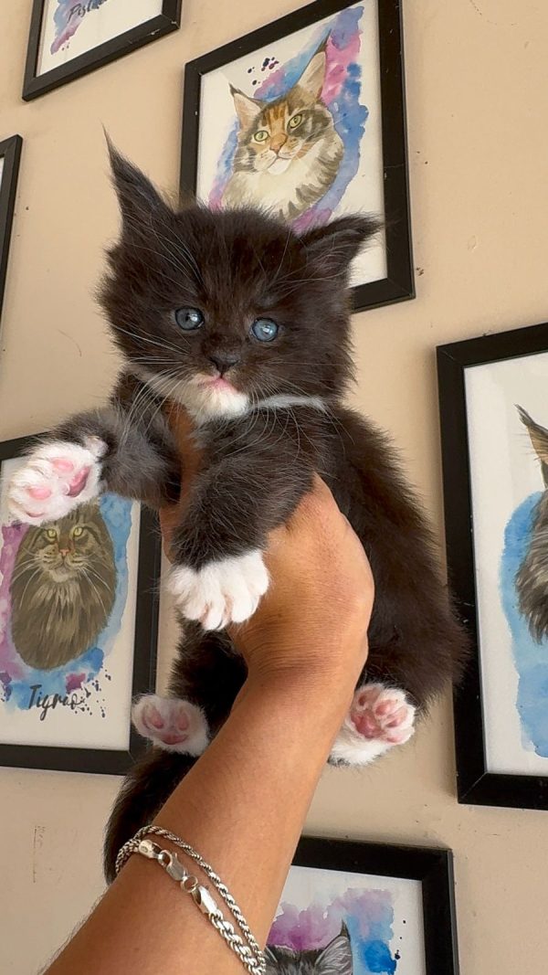 O Maine Coon Black & White é uma das variações mais elegantes e encantadoras dessa raça. Sua pelagem combina o clássico preto intenso com detalhes brancos que criam um contraste impressionante e único, destacando ainda mais a majestade desse gigante gentil.