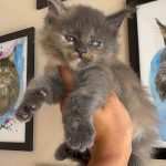 Filhotes Maine Coons disponível em São Paulo