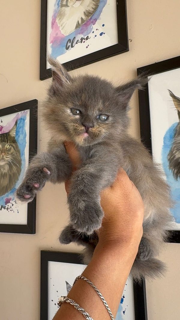 Filhotes Maine Coons disponível em São Paulo